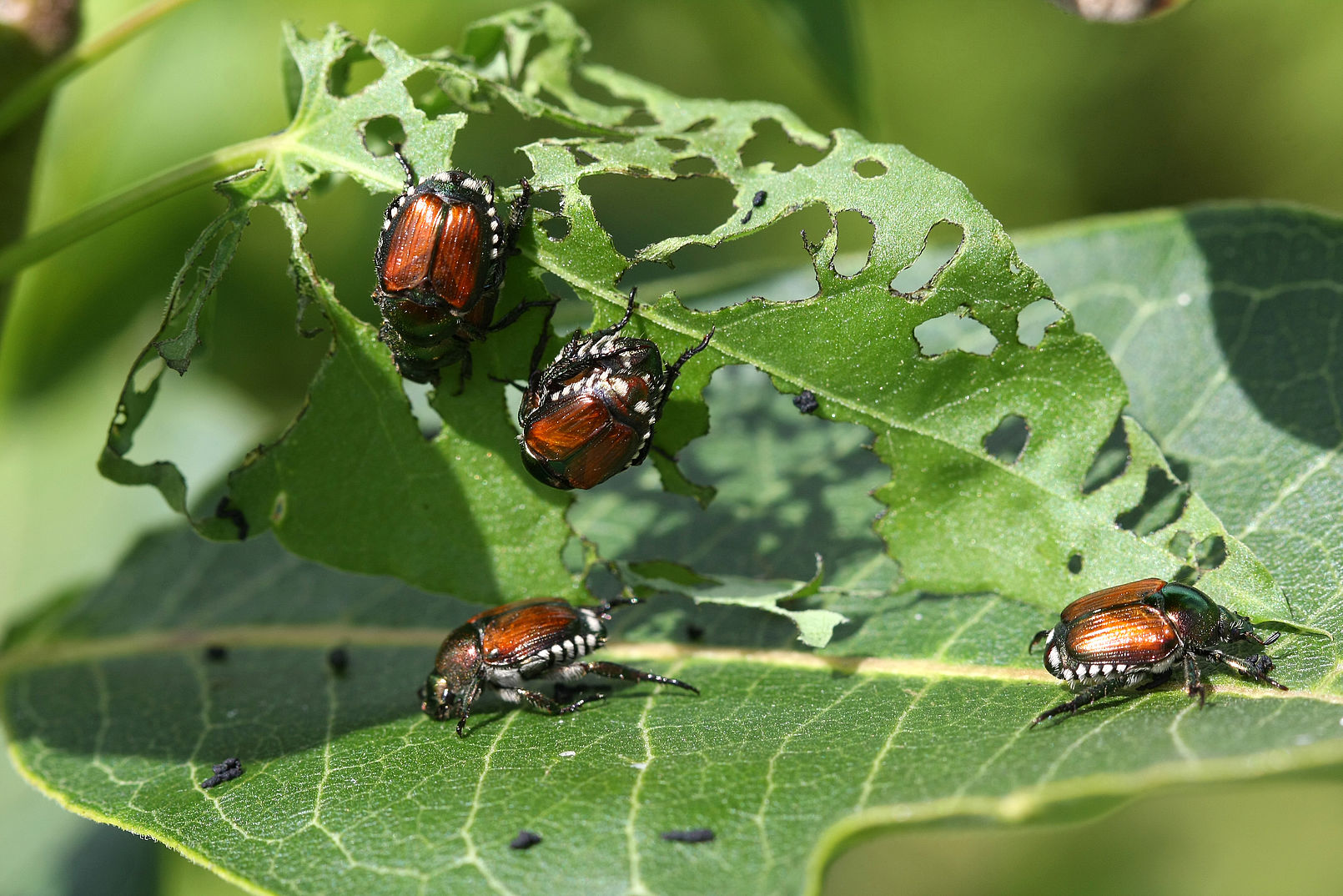 popillia japonica